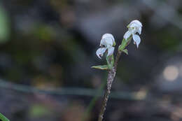 Image of Disperis disiformis Schltr.