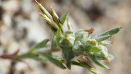 Logfia californica (Nutt.) J. Holub resmi