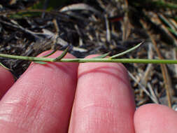 Polygala boykinii var. sparsifolia Wheelock的圖片