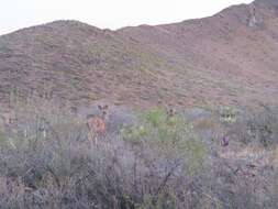 Image of Odocoileus hemionus eremicus (Mearns 1897)