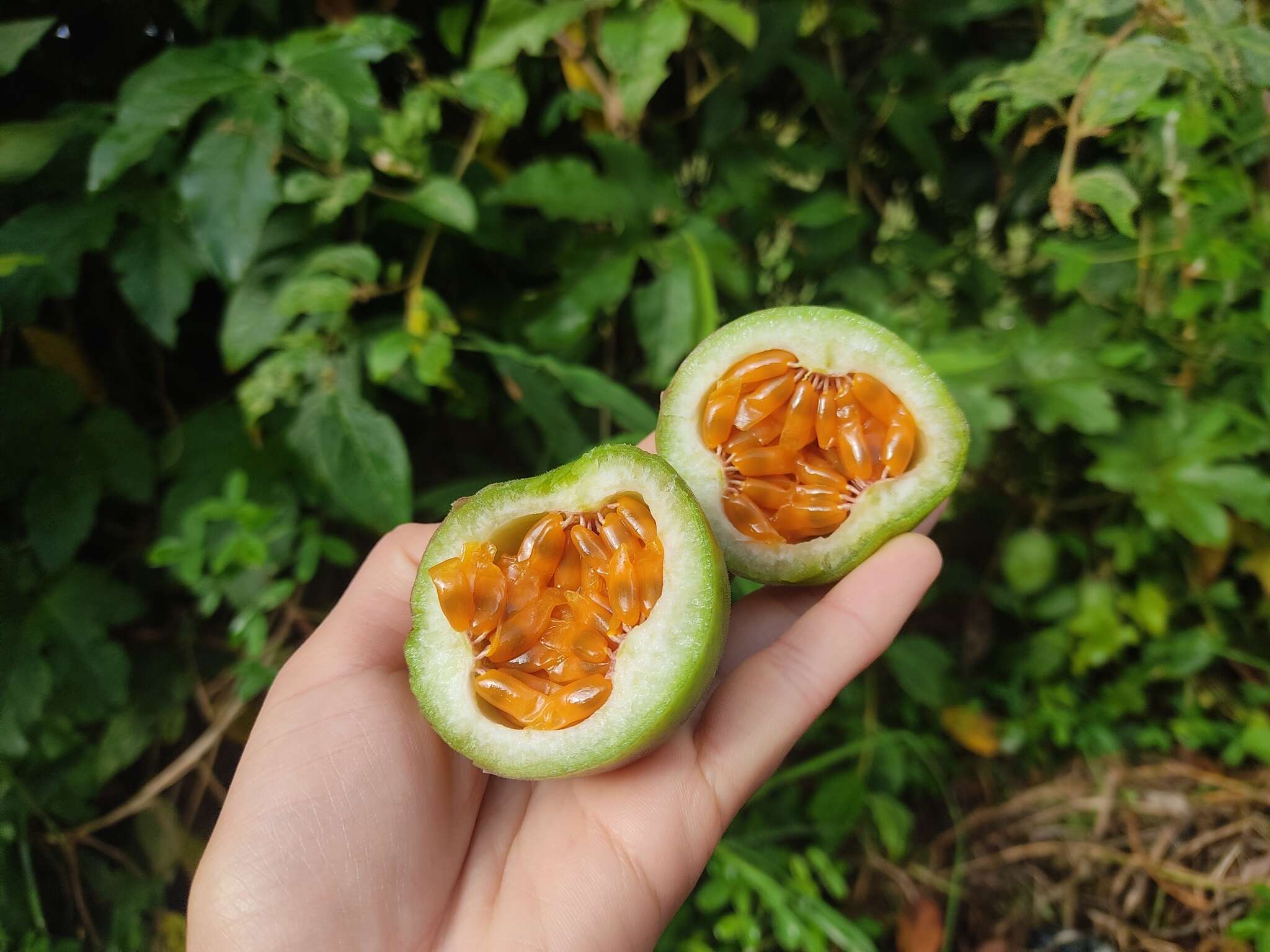 Passiflora adenopoda resmi