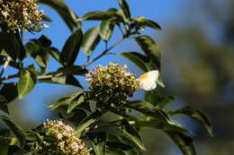 Image of Natal glorybower