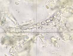 Image of Otidea subformicarum Olariaga, Van Vooren, Carbone & K. Hansen 2015