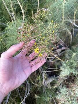 Image of Sonchus capillaris Svent.