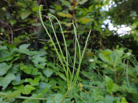 Image of Cretan crownvetch