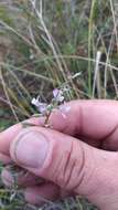 Image of Astragalus austriacus Jacq.