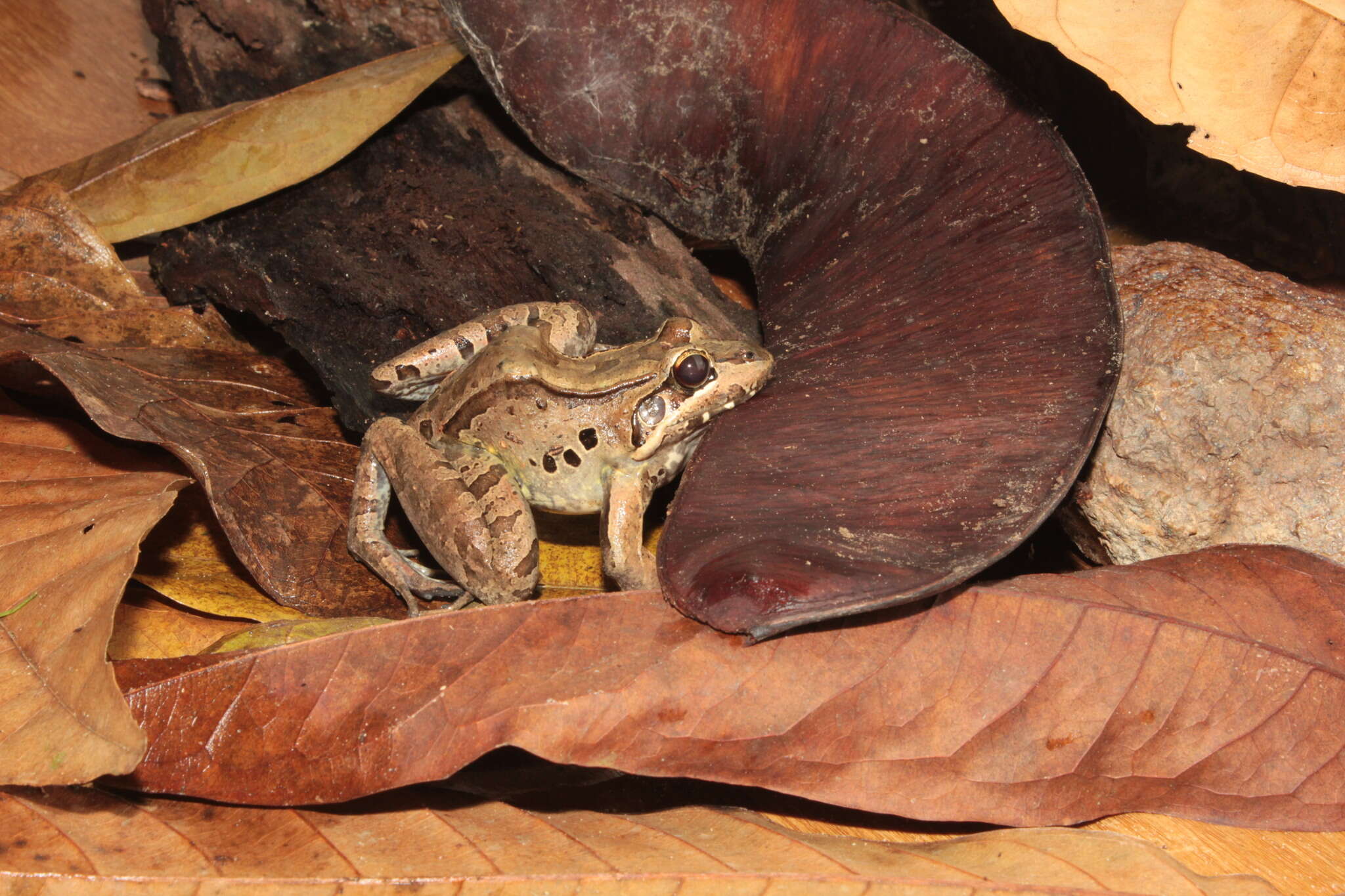 Image of Leptodactylus guianensis Heyer & de Sá 2011