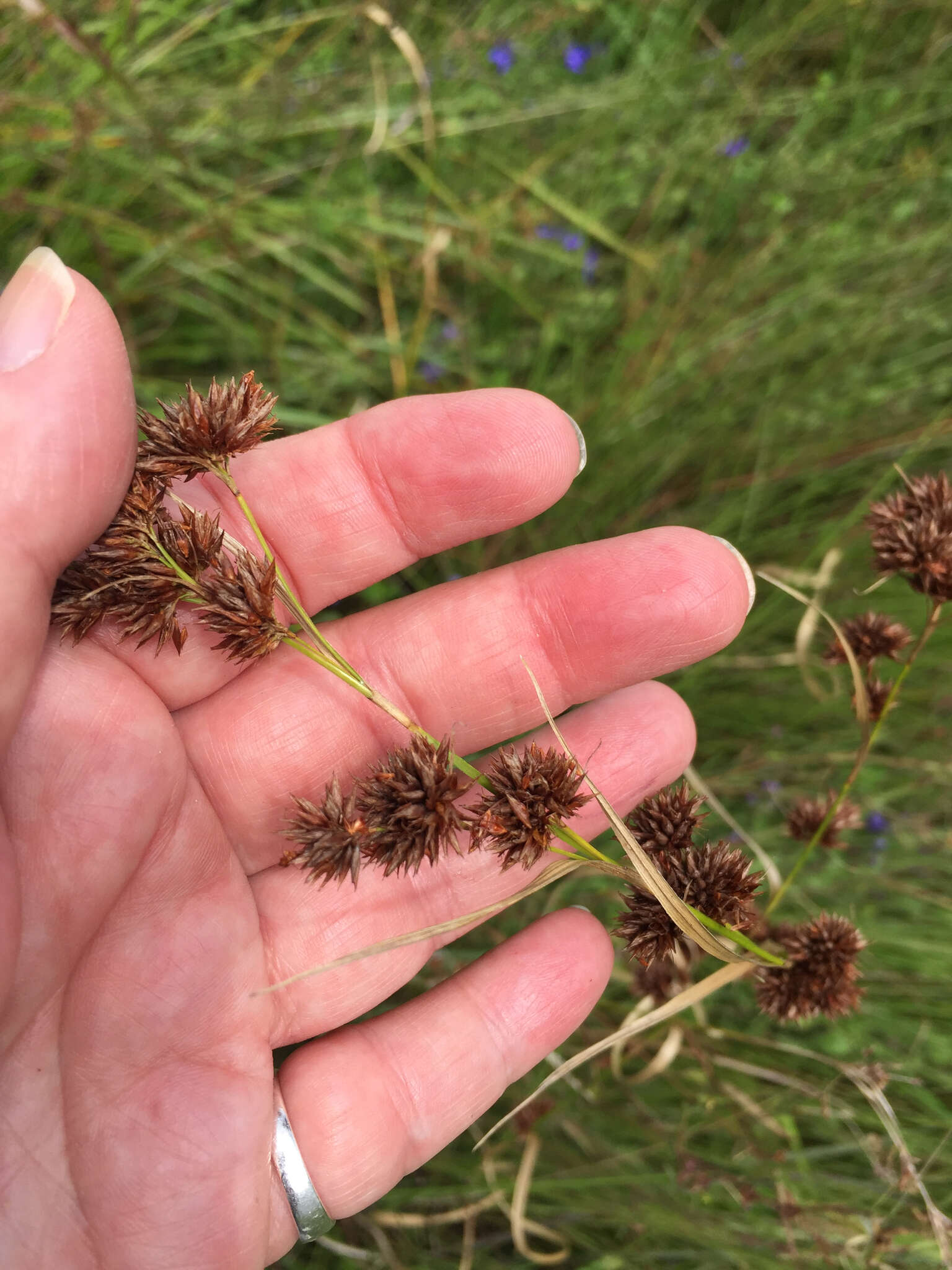 Image of Clustered Beak Sedge