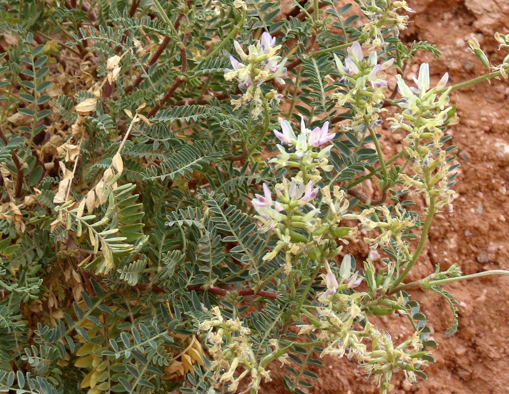 Astragalus lentiginosus var. yuccanus M. E. Jones的圖片