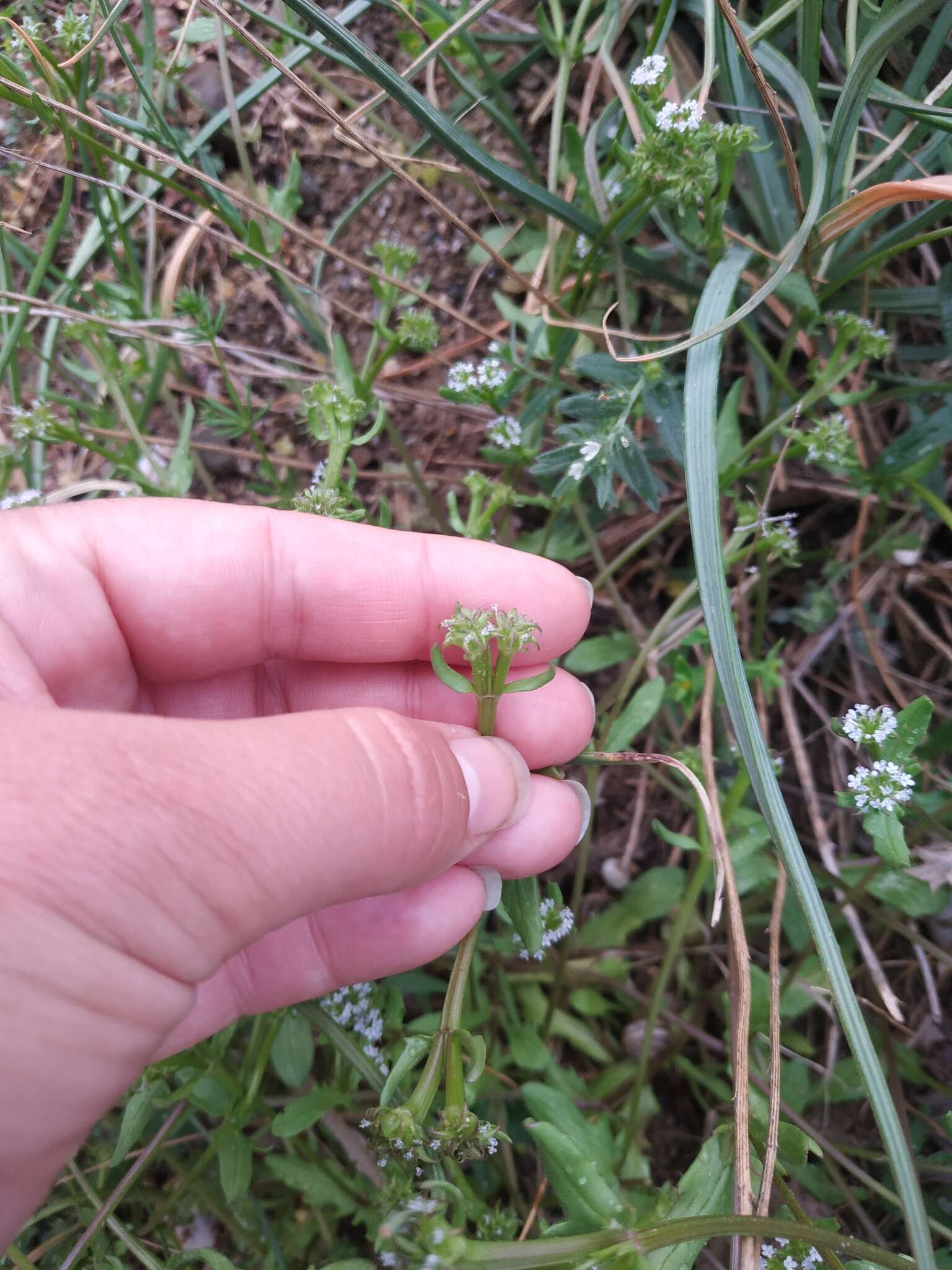 Image of Valerianella echinata (L.) DC.