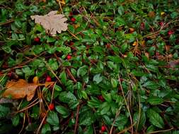 Imagem de Cotoneaster dammeri C. K. Schneid.