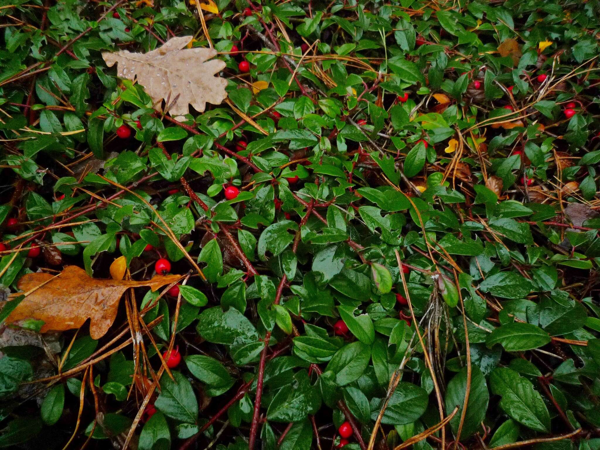 Imagem de Cotoneaster dammeri C. K. Schneid.