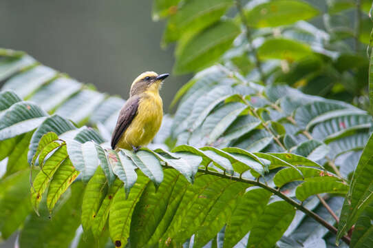 Conopias cinchoneti (Tschudi 1844)的圖片