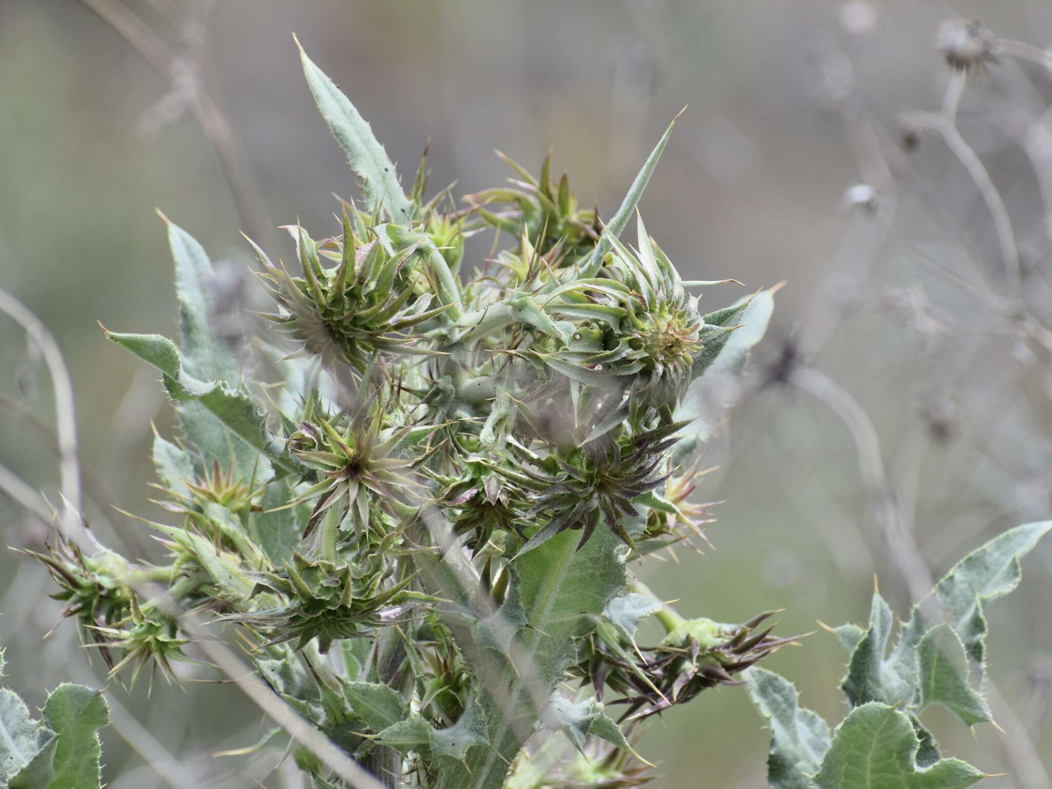 Plancia ëd Cirsium fontinale var. campylon (H. Sharsm.) Pilz ex D. J. Keil & C. E. Turner