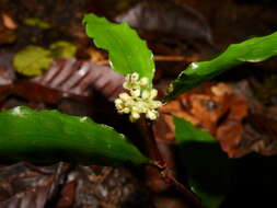 Image of Floscopa peruviana Hassk. ex C. B. Clarke