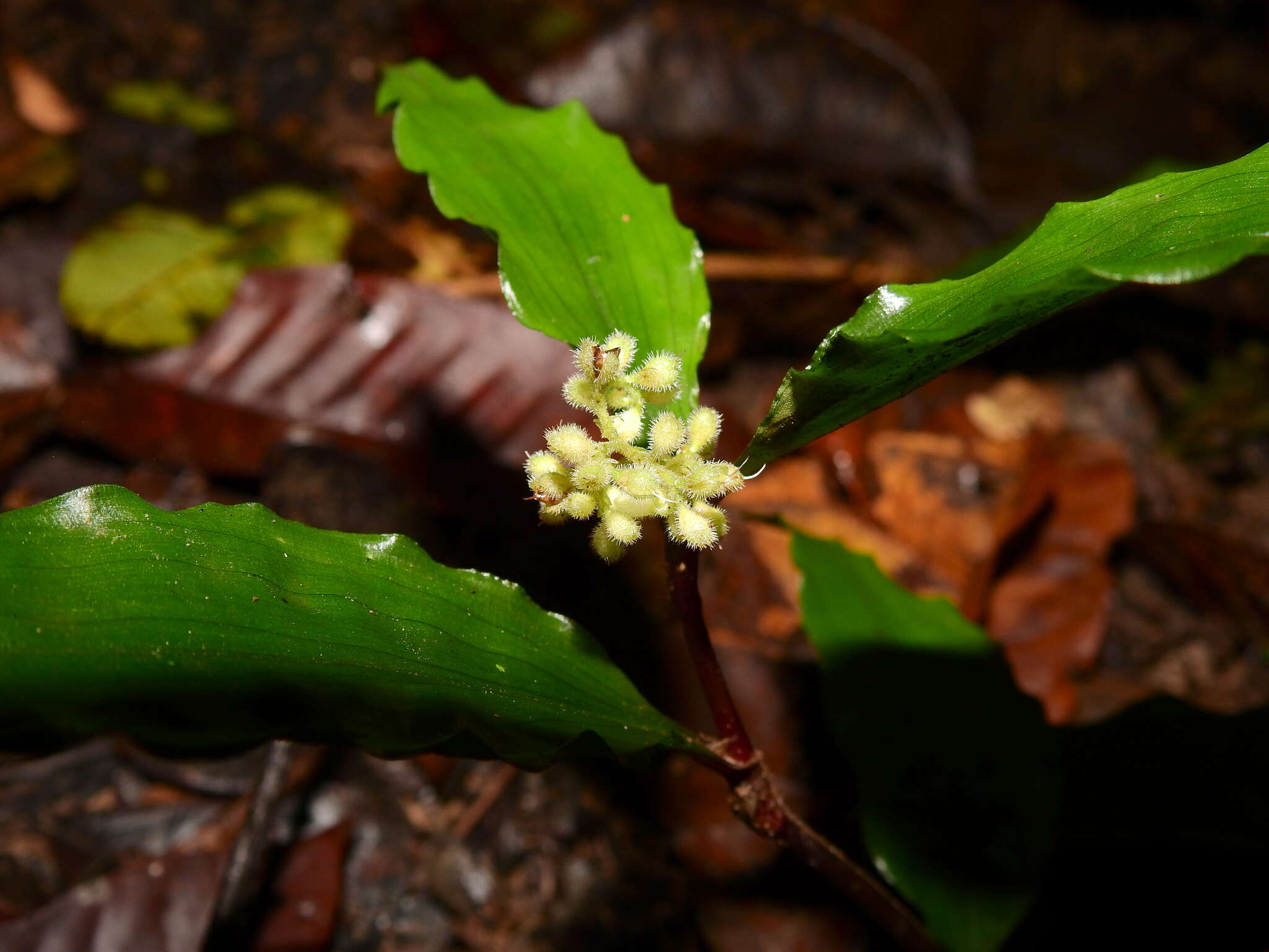 Image de Floscopa peruviana Hassk. ex C. B. Clarke