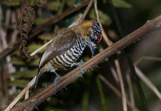 Image of Ochre-collared Piculet