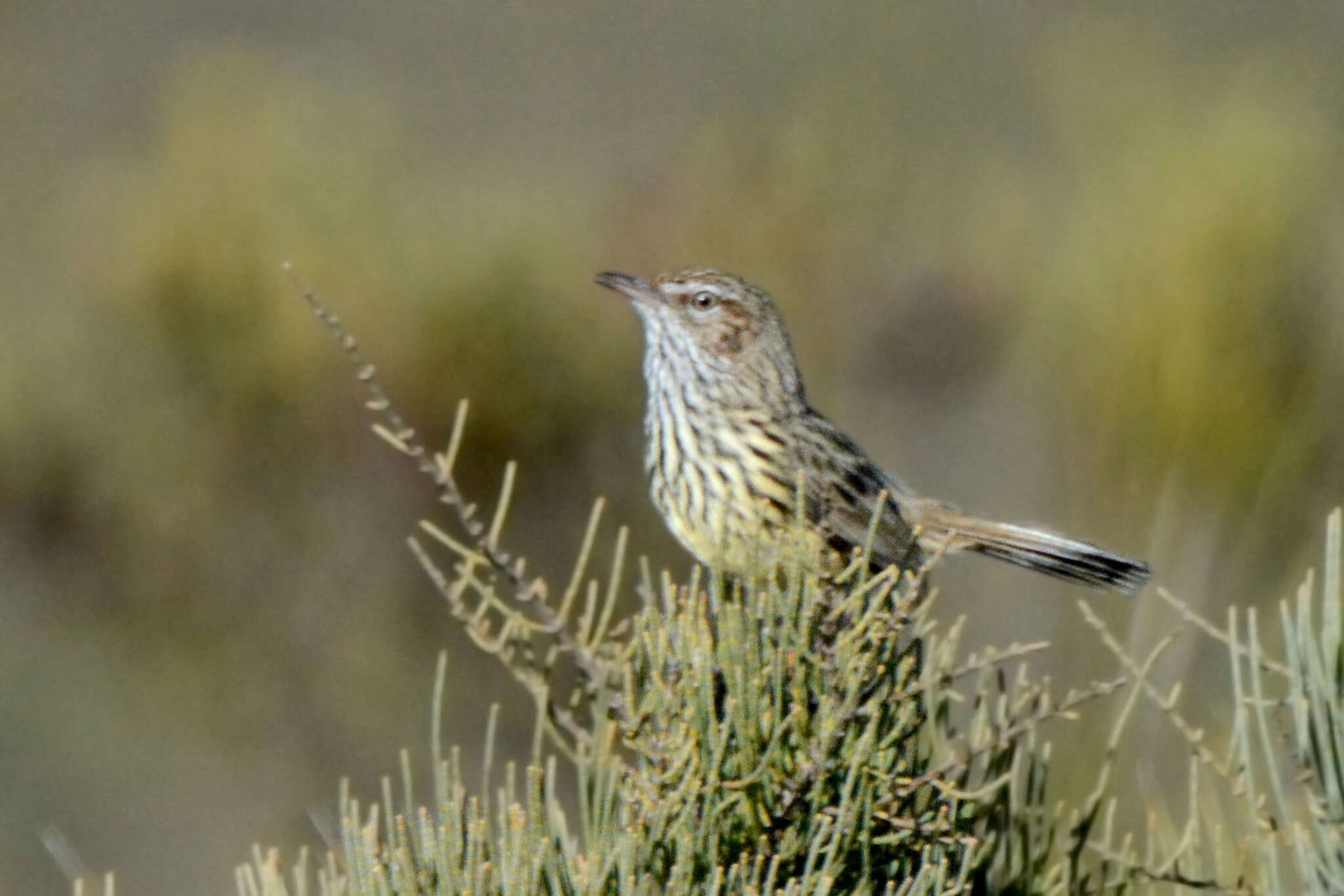 Image of Western Fieldwren