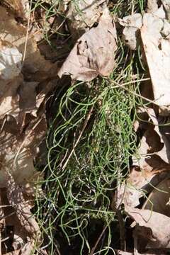 Image of Delicate Horsetail