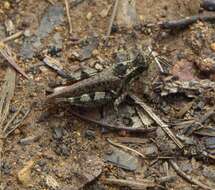 Baeacris bogotensis (Carbonell & Ronderos 1973) resmi