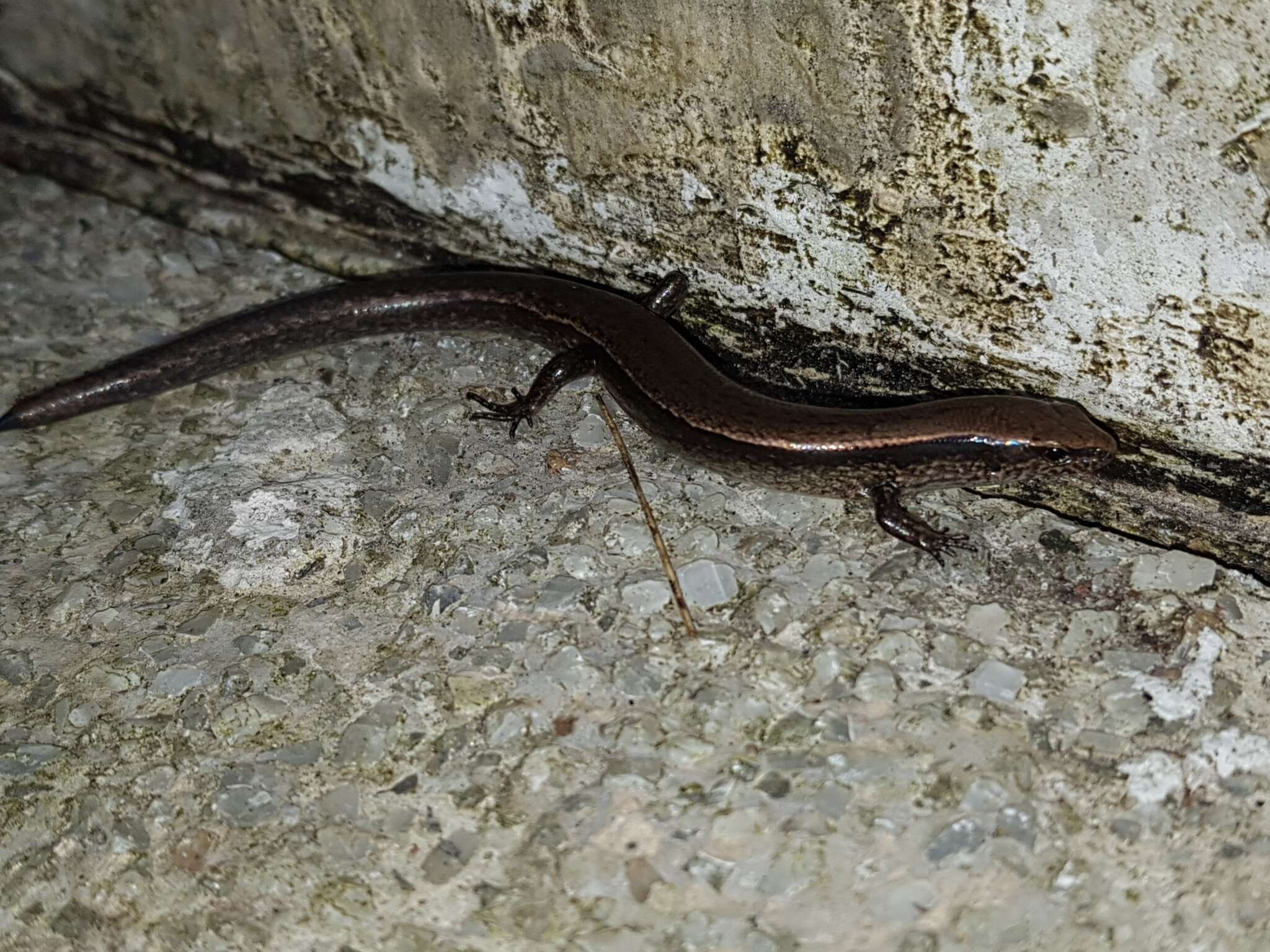 Image of Forest Ground Skink