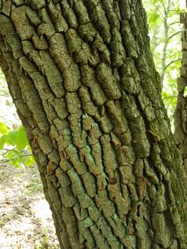 Image de Oxydendrum