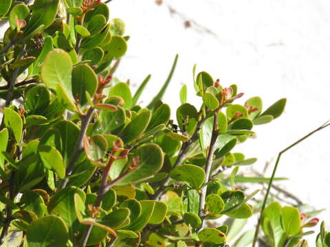 Image de Searsia lucida elliptica (Sond.) Moffett