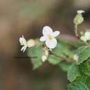 Image of Begonia tenera Dryand.