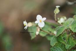 Image of Begonia tenera Dryand.