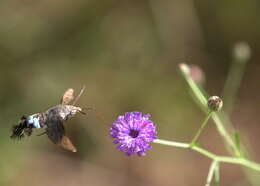 Image of Leucostrophus alterhirundo d'Abrera (1987)