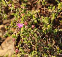 Image of Drosanthemum autumnale L. Bol.