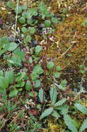 Image of Alaska saxifrage