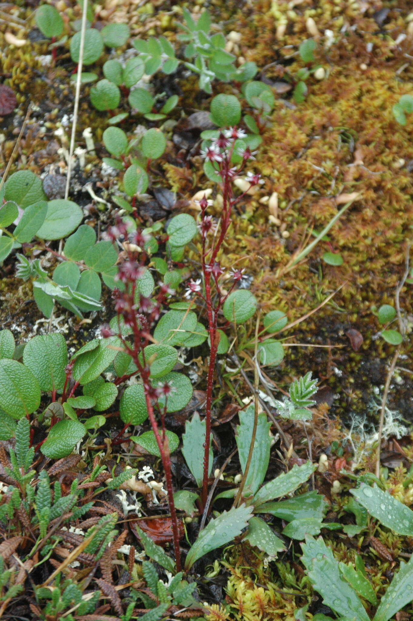 Image of Alaska saxifrage