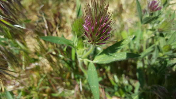 Слика од Trifolium dasyurum C. Presl