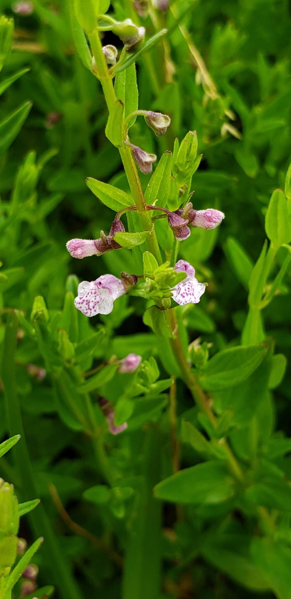 Image of South American Skullcap