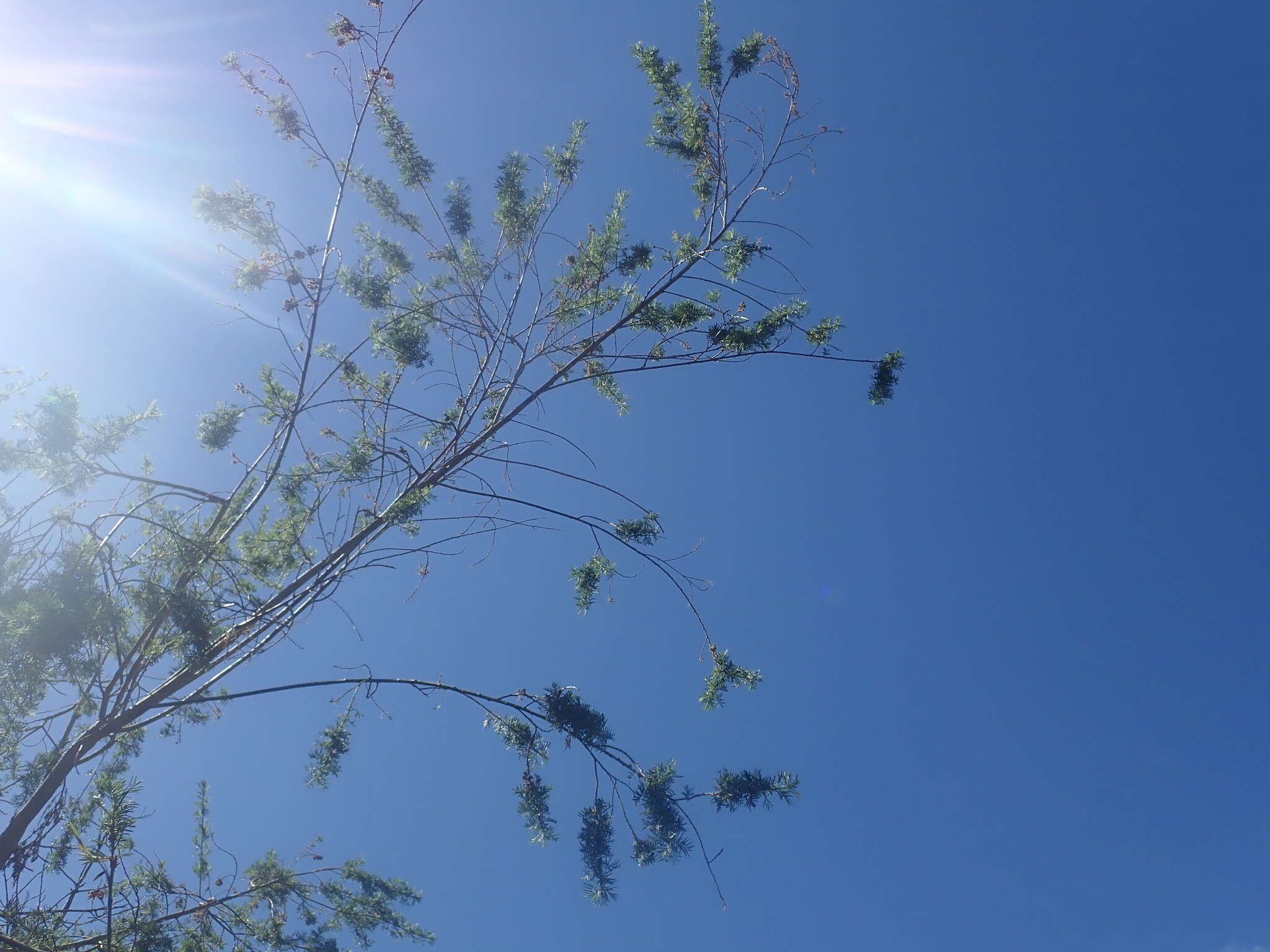 Image of Psoralea odoratissima Jacq.