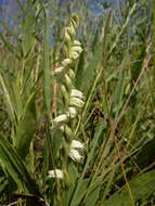 Image of Case's lady's tresses