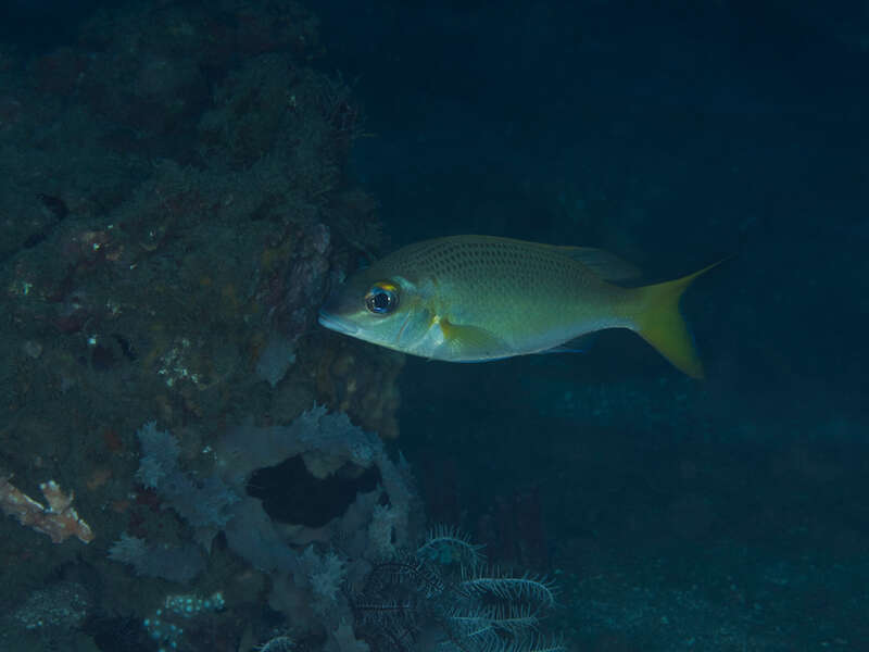 Image of Pale monocle bream