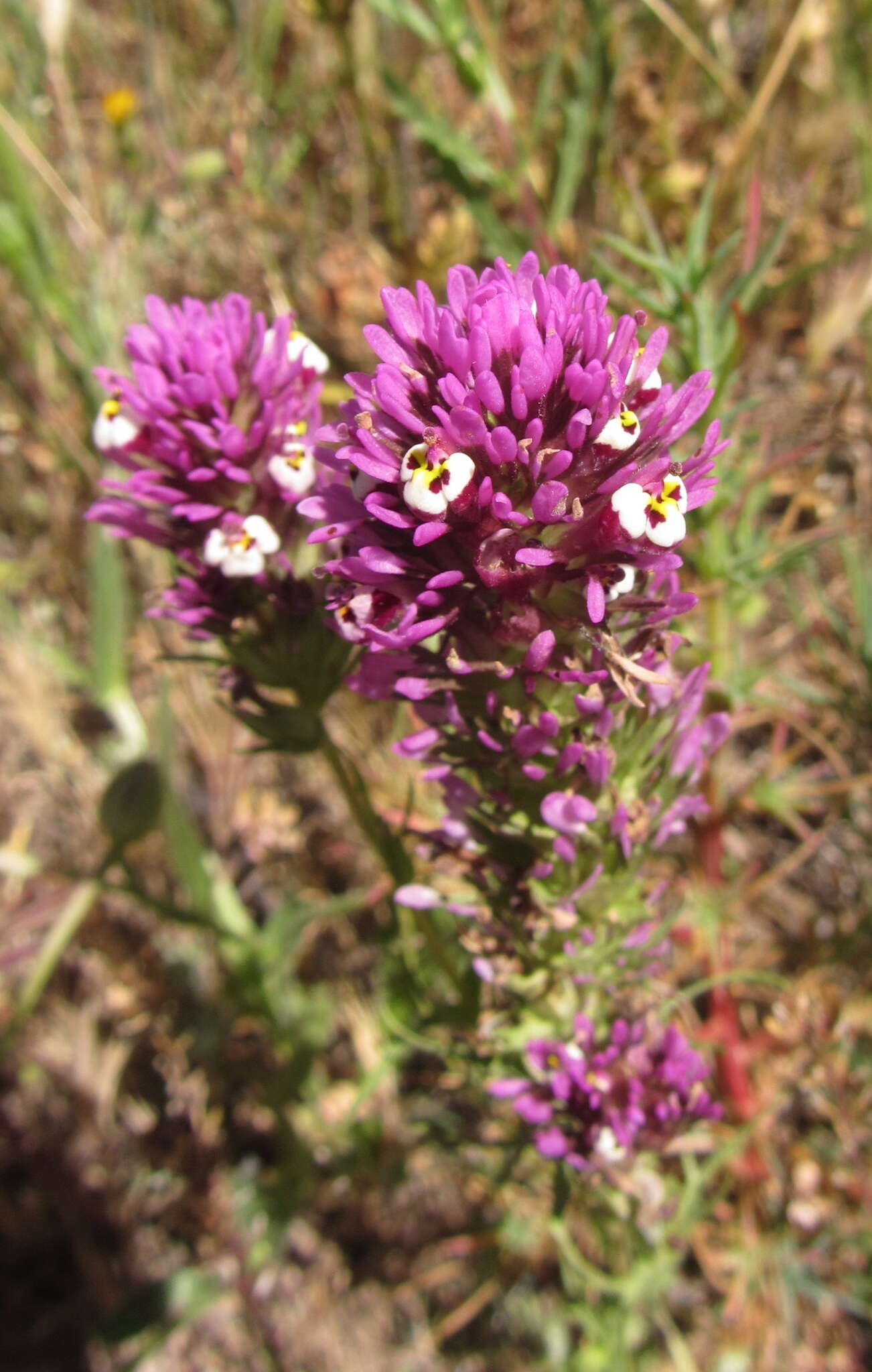 Image of denseflower Indian paintbrush