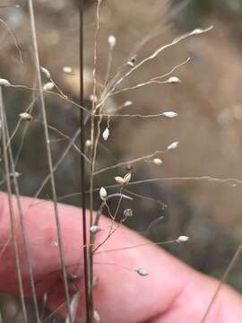 Слика од Panicum simile Domin