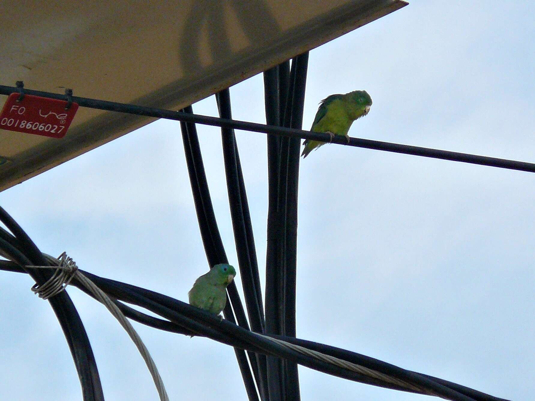 Image of Spectacled Parrotlet