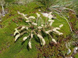 Image of Sesamoides interrupta (Boreau) G. López González