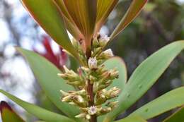 Image of Leucopogon veillonii (Virot)