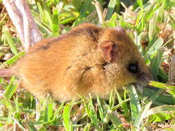 Image of Brants's African Climbing Mouse -- Brant's Climbing Mouse