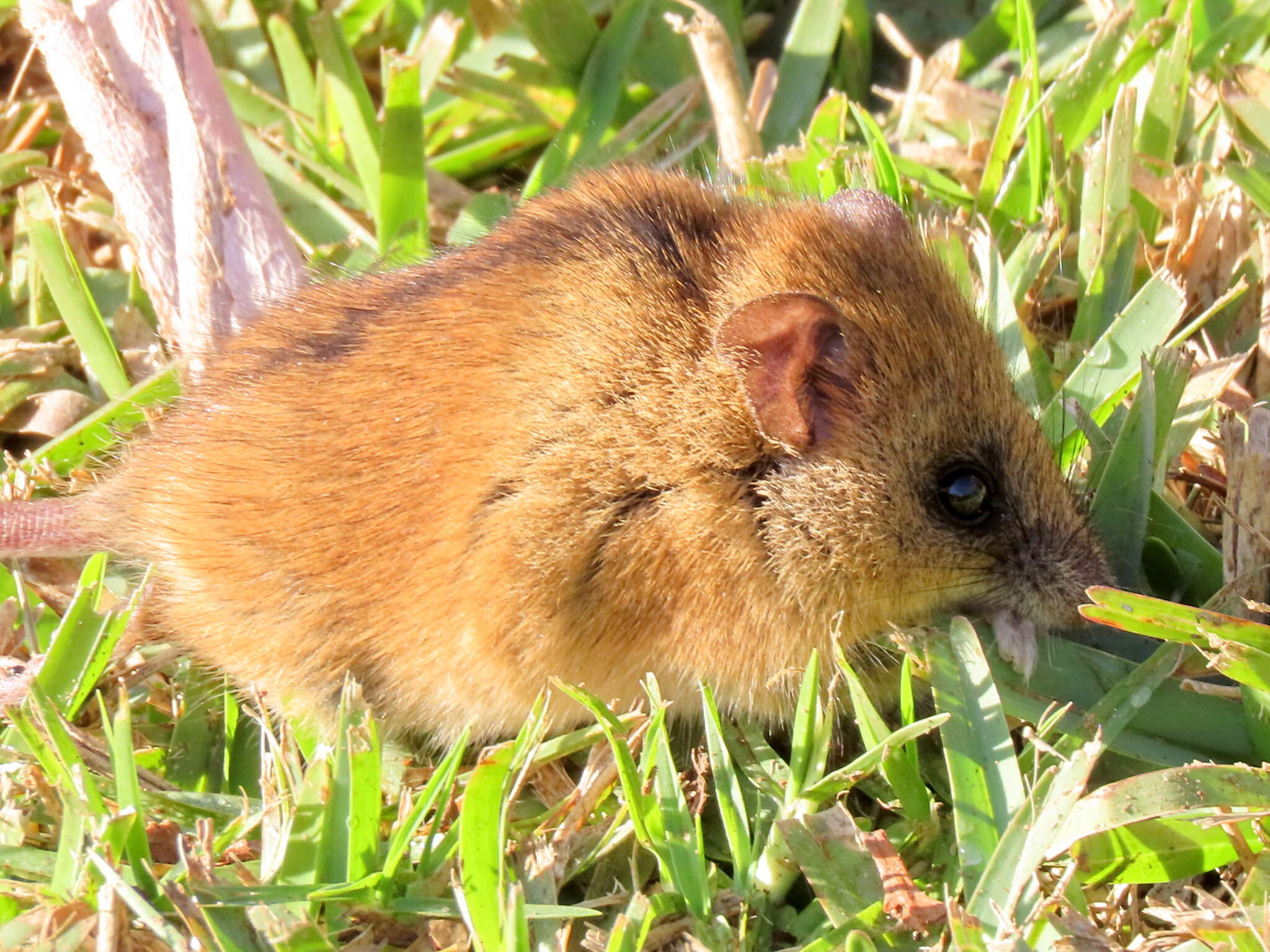 Image of Brants's African Climbing Mouse -- Brant's Climbing Mouse