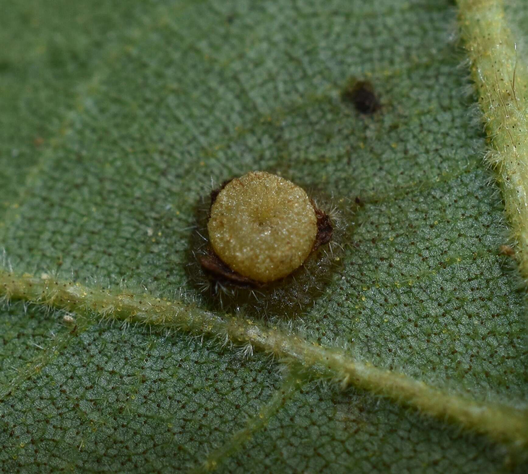 Image de Caryomyia striolacrustum Gagne 2008