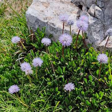 Image of Globularia meridionalis (Podp.) O. Schwarz