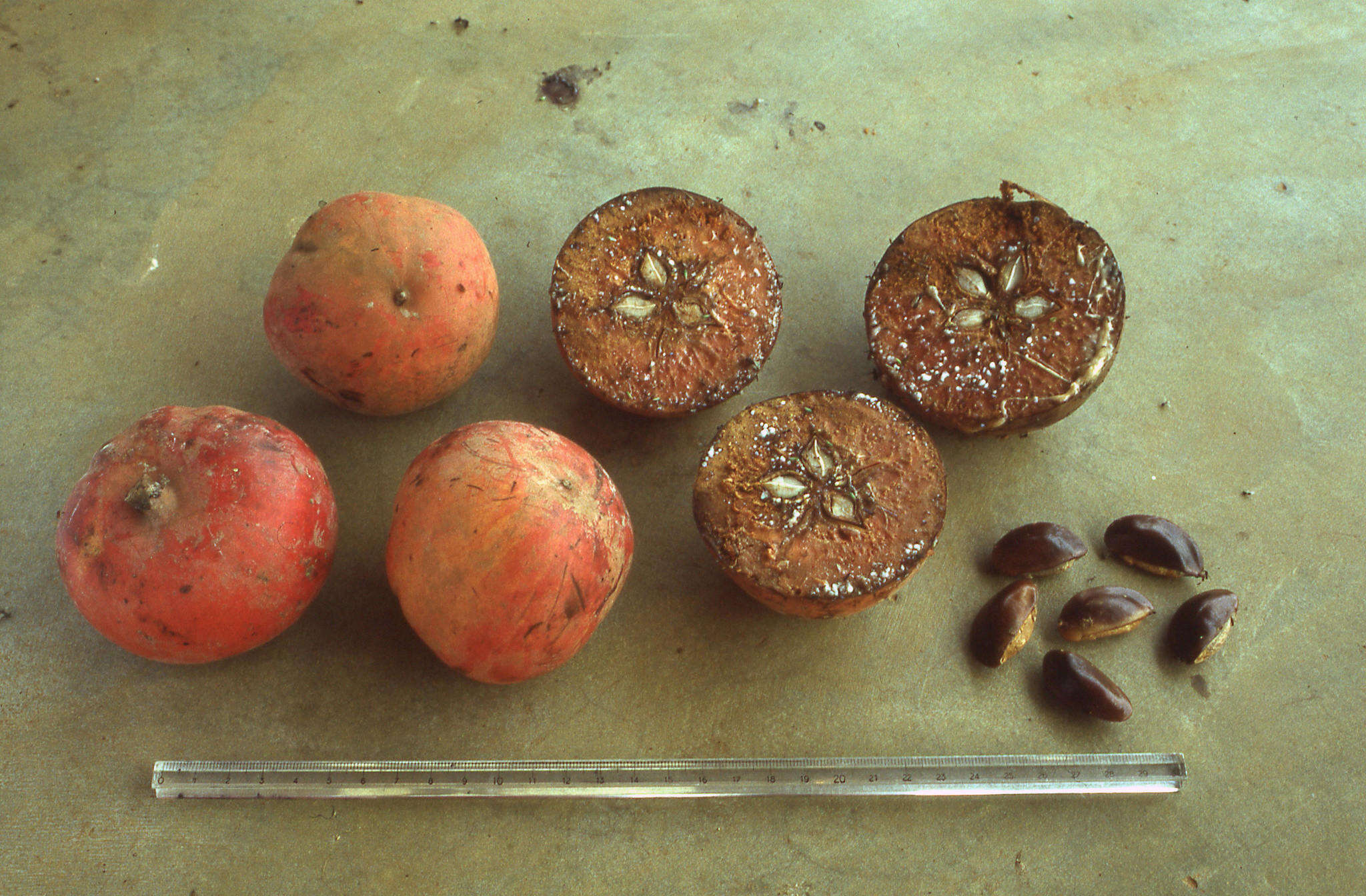 Image of Chrysophyllum lacourtianum De Wild.