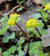 Plancia ëd Chrysosplenium pilosum var. sphaerospermum (Maxim.) Hara