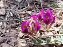 Image of Oxytropis bicolor Bunge